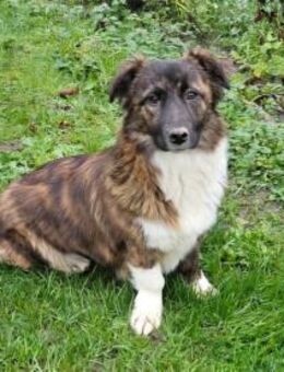 Malu - wartet 65779 Kelkheim - Oberwies