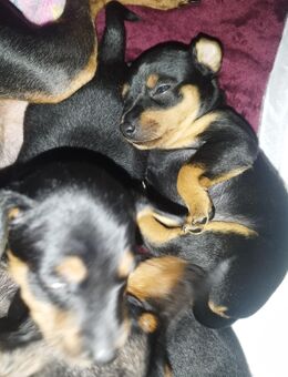 Zwergpinscher Welpen - Gelenau (Erzgebirge)