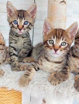Bengal Kitten - Dietingen