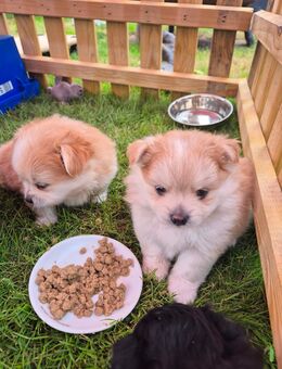 Shi Tzu Pomeranien Welpen Mischlinge - Varel
