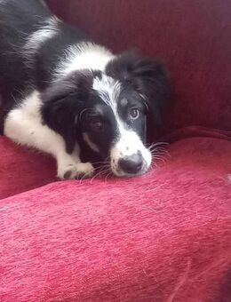 Patty - voller Hoffnung! - Alfeld (Leine)