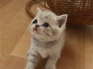 Süße Baby Katzen suchen neues Zuhause - Freilingen