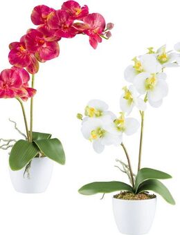Kunstorchidee Orchidee Phalaenopsis, Creativ green, Höhe 57 cm, mit real-touch-Blüten