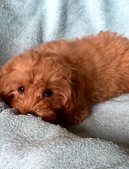 Bezaubernde Cavapoo Welpen, Pudel & Cavalier - Gotha