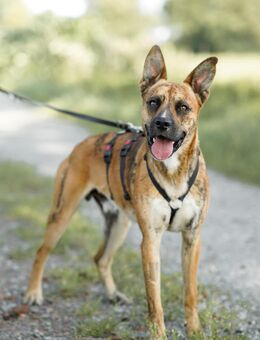 Max - Hemmoor