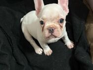 Französische Bulldoggen mit Nase - Bochum Günnigfeld