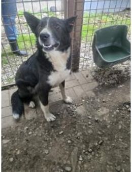 Joshua - Pflegestelle oder Zuhause gesuc - Oberwies