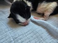 Maine coon mix kitten - Lucka