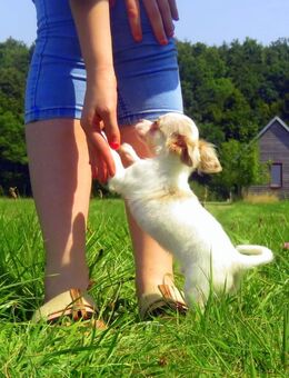 Bildschöner typvoller 5Mon. Chihuahua LH Rüde Kinderlieb Familienhund - Freiensteinau