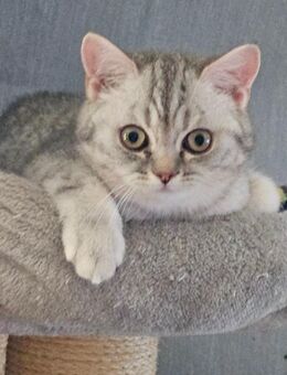 Zuckersüße BKH Kitten - Osnabrück