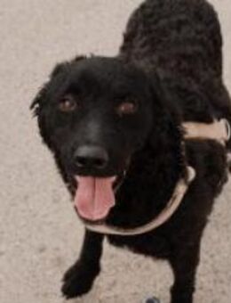 Gentleman Pierre - Ellerbek