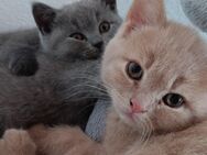 Bkh Reinrassig Kitten Mutter mit Stambaum - Bielefeld Sieker