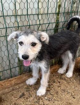 ❤️Sanftes Welpenmädchen Tilly ❤️ - Eislingen (Fils)