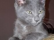 Russisch Blau Katze, Kater 4 Monate alt - Hamburg Altona