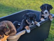 Appenzeller sennenhund Welpen - Bassum Zentrum