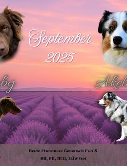 Australian Shepherd Welpen Wurfplanung September - Kaufbeuren