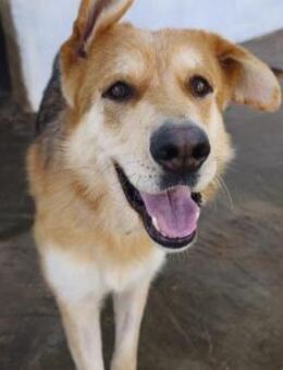 Gunhilda, gebeutelte Schäferhündin - Geilenkirchen