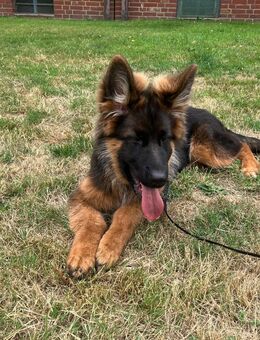 Deutscher Schaeferhund 6 Monate alt - Leverkusen