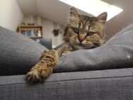 Maja - FeIV positives Katzenmädel - Unterföhring