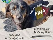 PINA's Adoptionsbüro ist 24/7 geöffnet - Waakirchen