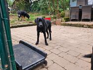 Labrador- Bernerssenen Mix Welpen - Neunkirchen (Baden-Württemberg)