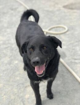 Schlitzohr Panther - Itzehoe