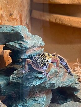 Zarmer gesunder Gecko abzugeben 🦎 - Schwerin
