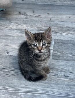 Katzen abzugeben - Herne