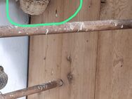 Amerikanische Hausgimpel Fehlfarben in beige - Remscheid