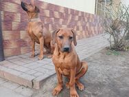 Rhodesian Ridgeback Welpe - Senden (Bayern)