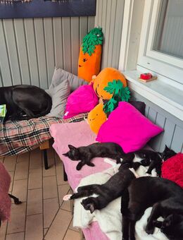 3 kleine Katzen in liebevolle Hände abzugeben - Durbach