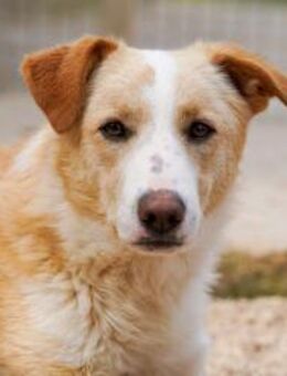 Ethan noch immer ungesehen - Bad Vilbel