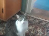 Mitu sucht liebevolles Zuhause - Waakirchen