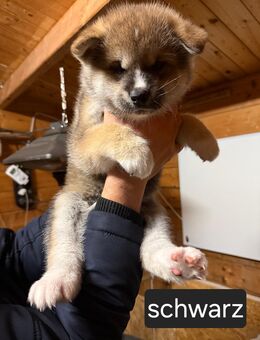 Hübsche Akita Inu Welpen - Minden Stemmer