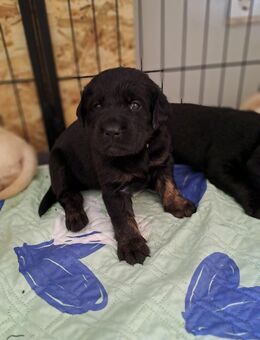 Reinrassige Labradorwelpe in black tan - Rietz-Neuendorf