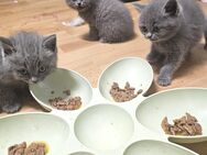 BKH Britische kurzhaar kitten. - Osnabrück