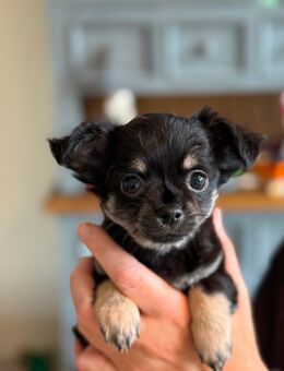Zwei zuckersüße Chihuahua-Welpen suchen ein liebevolles Zuhause - Gneven