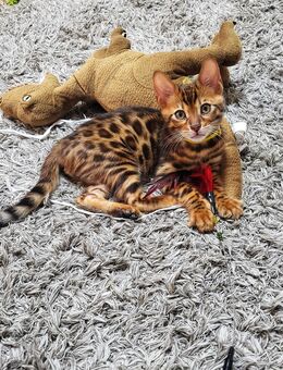 Baby Kater mit Stammbaum - Wuppertal