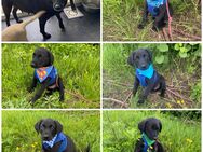 Unsere sehr verschmusten Labradormischlingswelpen Jimmy, Charlston und Joe - Angern