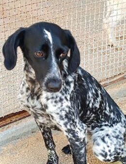 White im städtischen Canile - Bad Vilbel