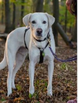 Fedro sucht erfahrene Menschen - Neuss