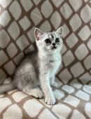 Reinrassige BKH Kitten mit Stammbaum,Kätzchen in 81925