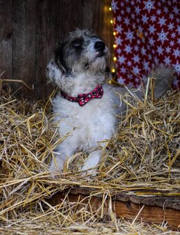 Unser Kuschliger Milo ca 1,5 Jahr,sucht eine tolle Familie gerne auch aktive Camper oder Wasserliebhaber - Hohe Börde