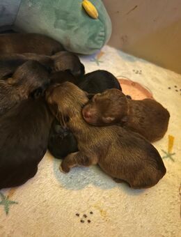 Bolonka Zwetna Welpen am 26.10.2025 auf die Welt gekommen - Köthen (Anhalt)