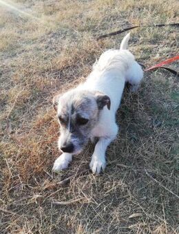 Terrier Mix Oskar sucht seine Menschen - Schmitten