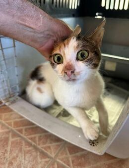 Pinky aus dem Tierschutz - Grevenbroich