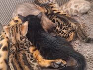 Bengal kitten Stammbaum - Dortmund
