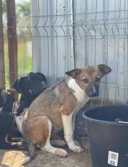 Süße Hündin B600 sucht ihre Familie - Neuberg