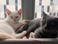 2 BKH Kater/Katze in 12529