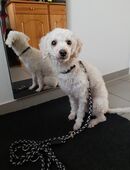 Zwergpudel Mädchen in 47829